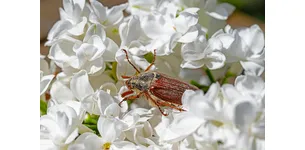 Грунтові шкідники та як з ними боротися?