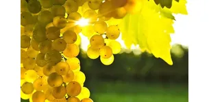 Оідіум та мілдью на винограді: як врятувати лозу перед дозріванням ягід