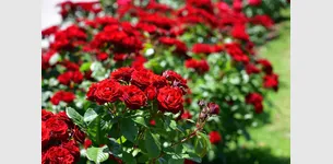 Попелиця на трояндах: ефективні схеми обробки для тривалого та пишного цвітіння