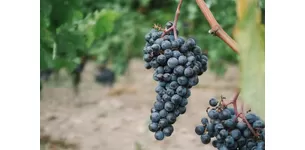 Підживлення винограду: як отримати рясний урожай високої якості?