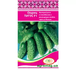 Насіння огірок Титус F1 0,5 г (Агромаг)