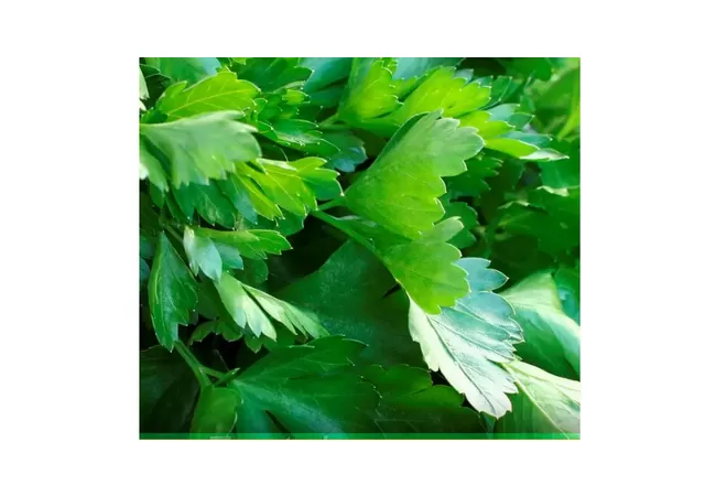 Фото 3 - Насіння петрушки Фестиваль 20г