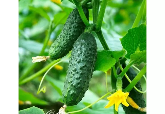 Фото 3 - Насіння огірок Весела компанія 0.5г  (Агромаг)