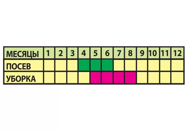 Фото 3 - Насння Огірок ХУТОРОК F1 0.5г. (Агромаг)
