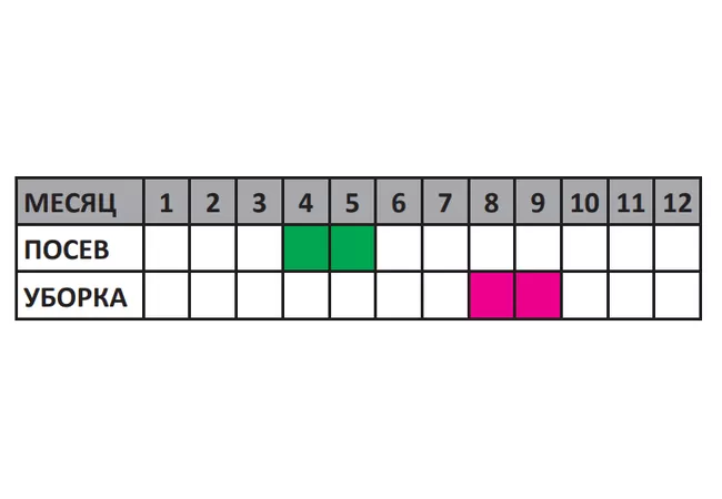Фото 3 - Насіння морква ВІТА ЛОНГА 3г (Агромаг)