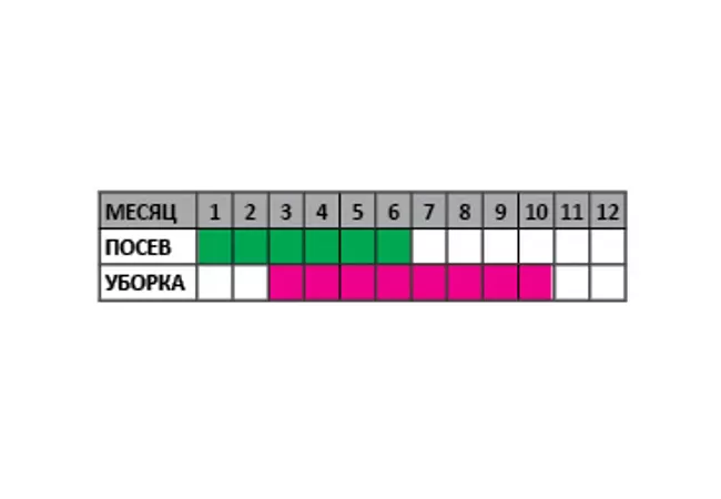 Фото 3 - Насіння Базилік Зелений Гігант 0,5г (Агромаг)