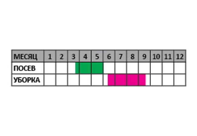 Фото 3 - Насіння Томат Рижик 0,1г  (АгроМаг)