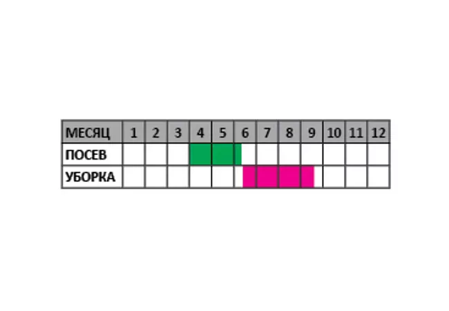 Фото 3 - Насіння Огірок Діти з грядки F1 0.5г  (АгроМаг)