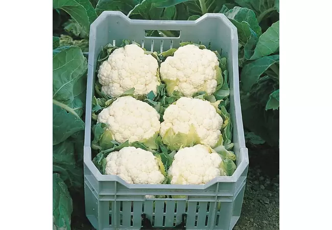 Фото 3 - КАПУСТА ЦВІТНА ГУДМЕН (20 шт.) Голландія