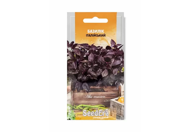 Фото 2 - БАЗИЛІК ІТАЛІЙСЬКИЙ ФІОЛЕТОВИЙ 