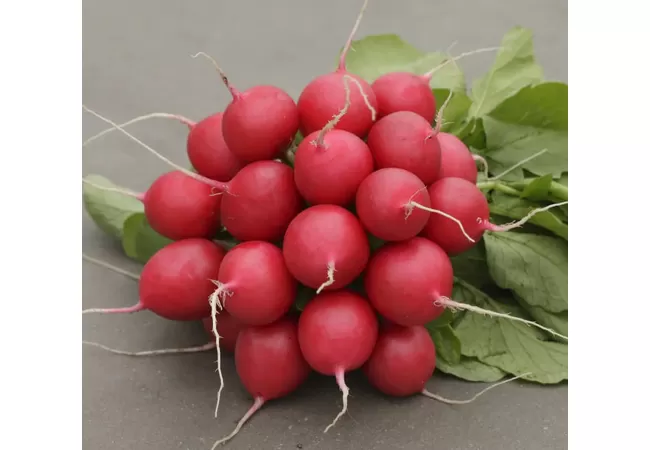 Фото 3 - РЕДИСКА СТЕЛЛАР F1 (2г) Голландія 