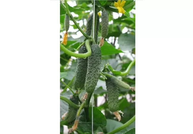 Фото 3 - ОГІРОК ПАСАЛІМО F1 (10шт.) Голландія