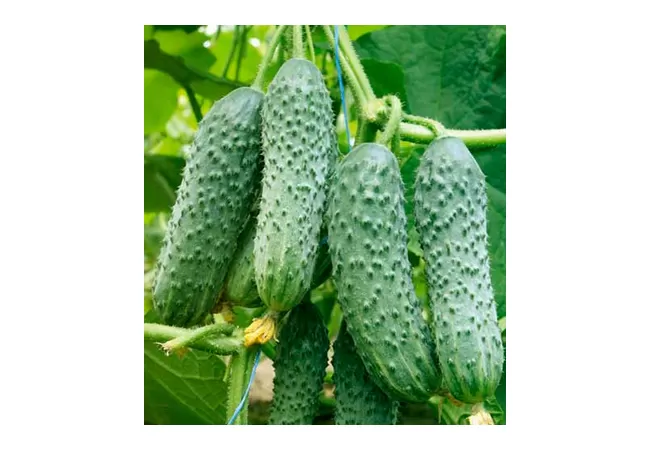 Фото 2 - Насіння огірок Кураж F1 0,5 г (Агромаг)