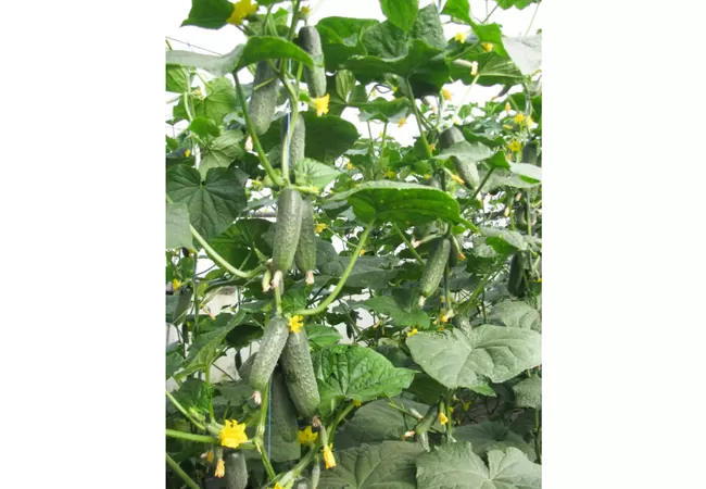 Фото 3 - ОГІРОК ЛЕНАРА F1 (10шт) Голландія 