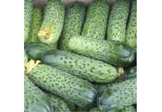 Фото 3 - ОГІРОК АВАЛАНЖ F1 (50 шт.)