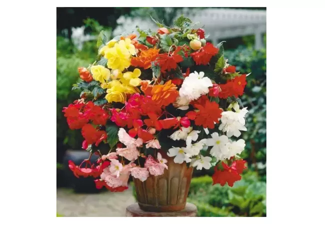 Фото 3 - БЕГОНІЯ ШАНСОН F1 (10шт.) Чехія