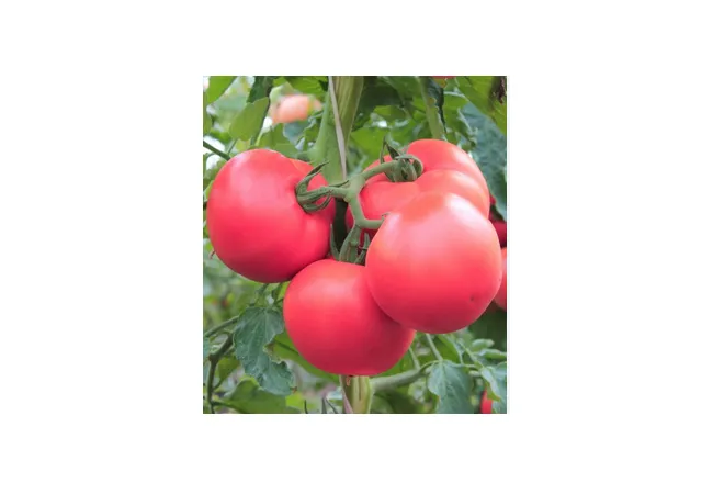 Фото 2 - Насіння томат Першокласник 0,3г