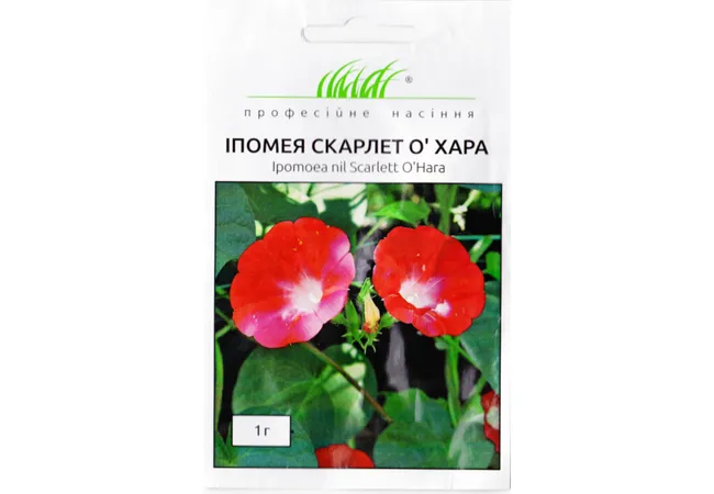 Фото 2 - Іпомея Скарлет О'Хара (1 г) Голландія 