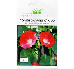 Іпомея Скарлет О'Хара (1 г) Голландія 