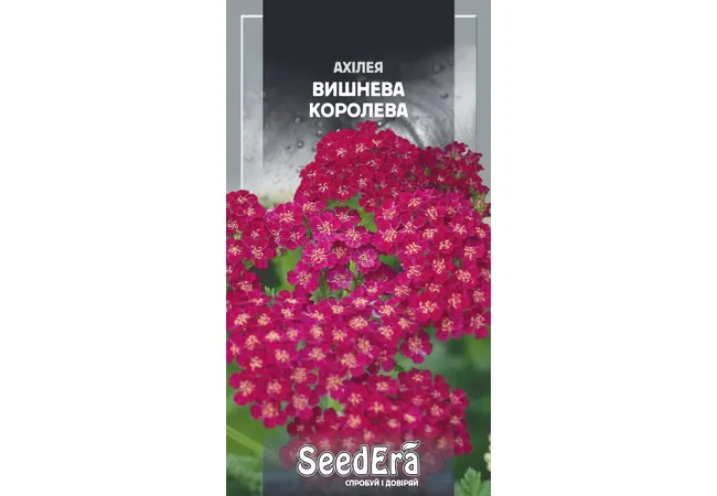Фото 2 - Ахілея Вишнева Королева багаторічна 0.1г (Seed Era)