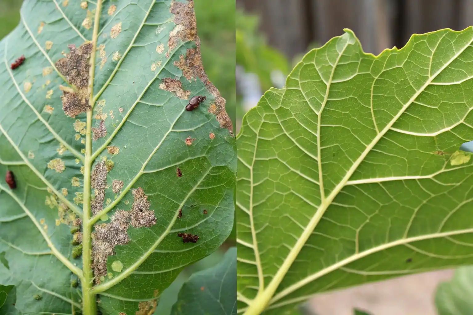 Листок рослини до і після обробки інсектицидом - ліворуч пошкодження шкідниками, праворуч здоровий листок