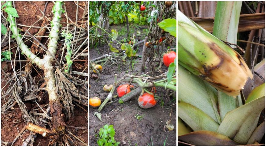 корневая гниль огурцов