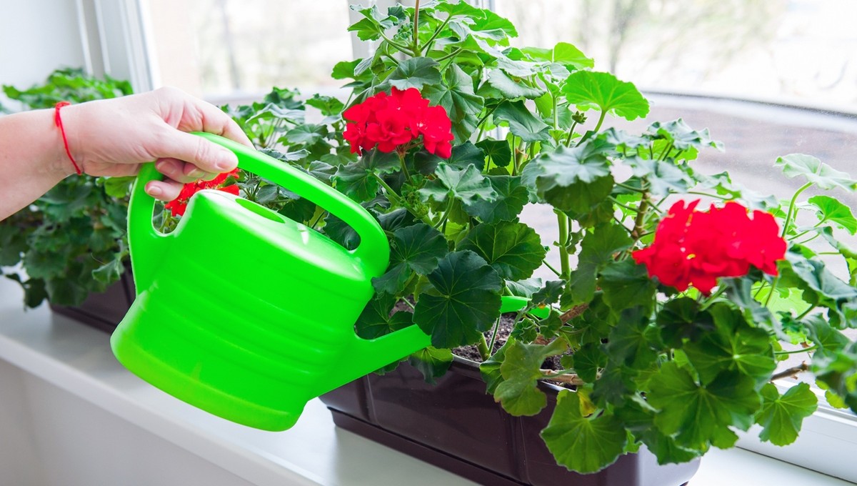 підживлення рослин