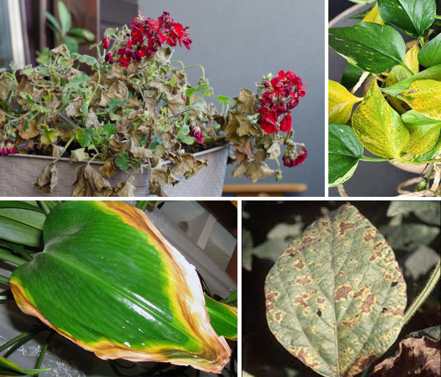 жовтіє листя на квітах